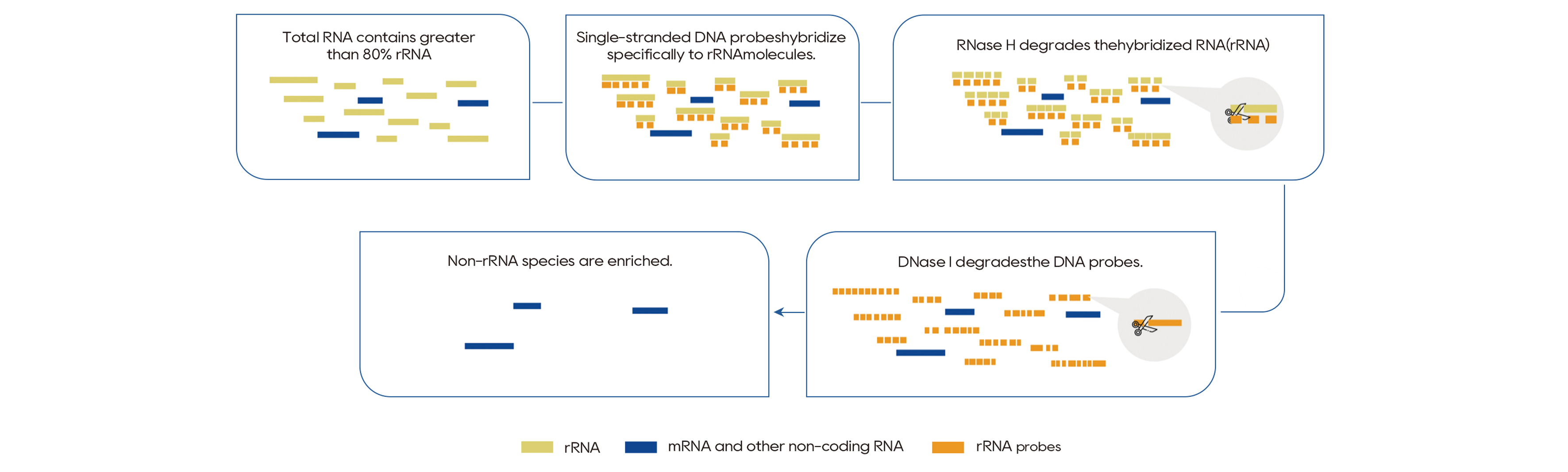 rRNA Depletion