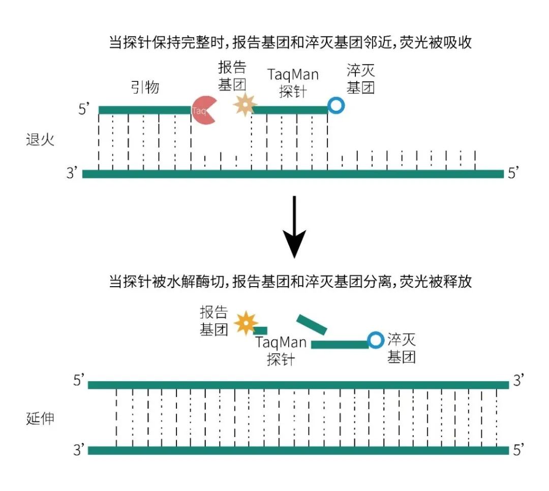 TaqMan实时荧光定量PCR工作原理